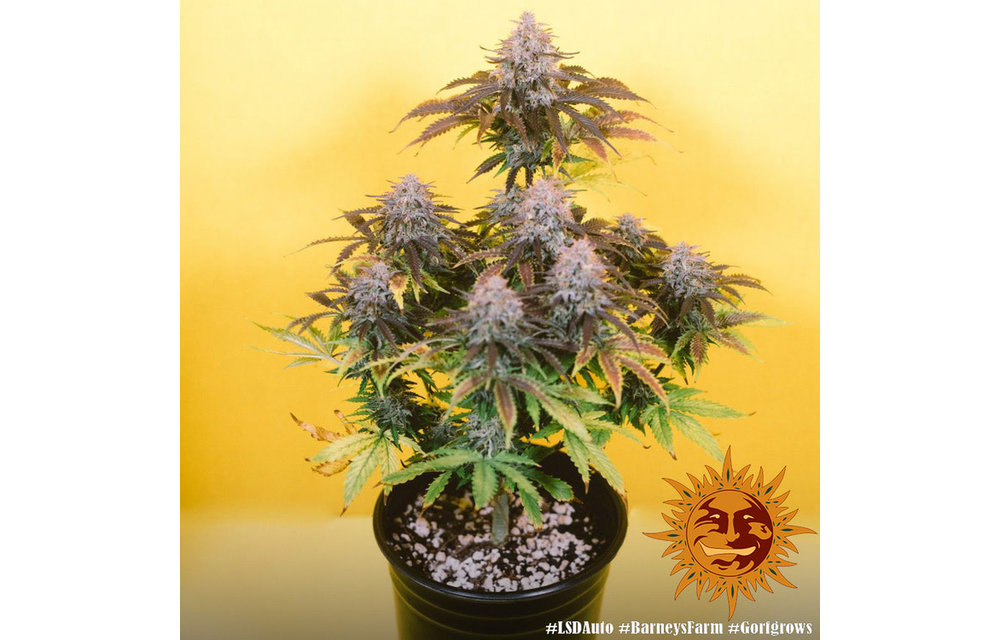 LSD Auto Fem 5 pk