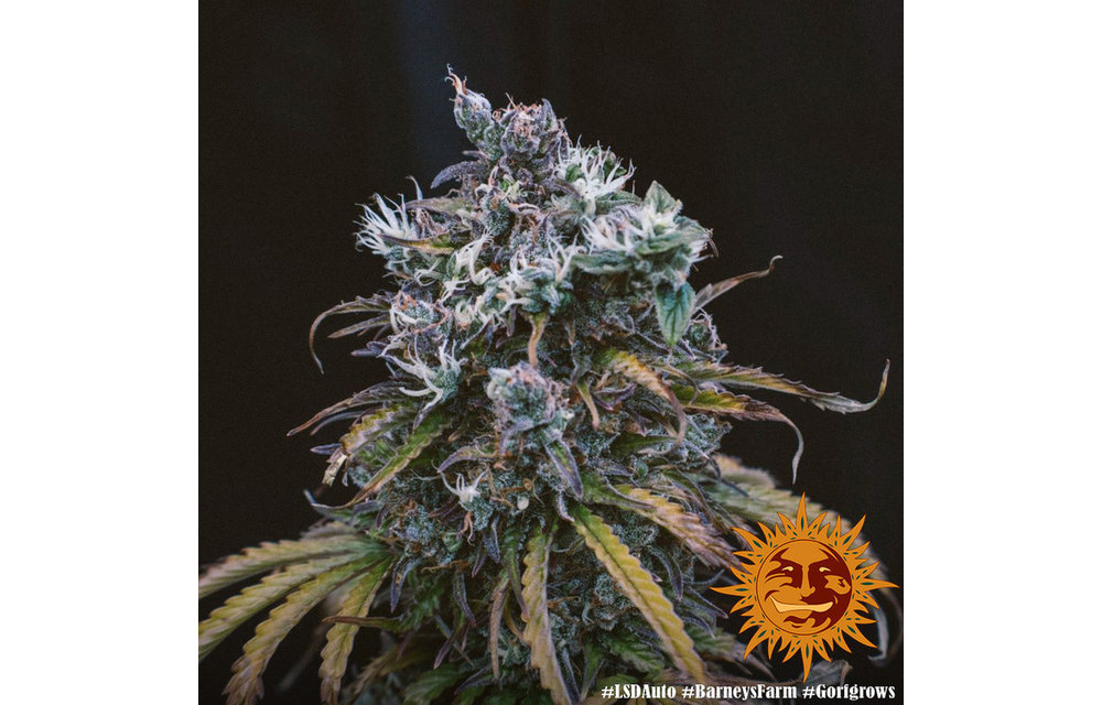 LSD Auto Fem 5 pk