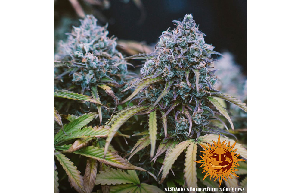 LSD Auto Fem 5 pk