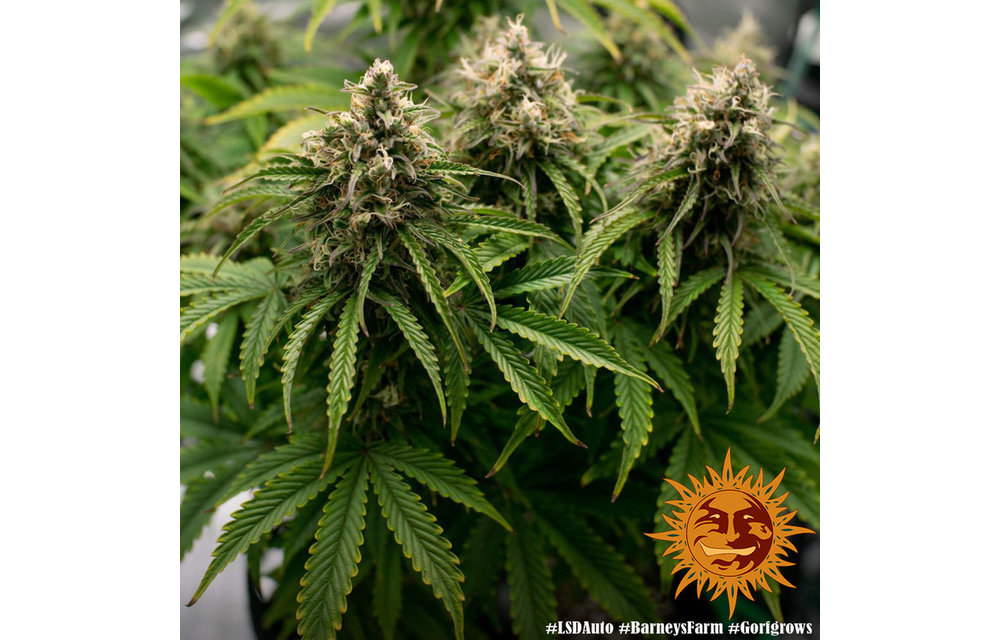 LSD Auto Fem 5 pk