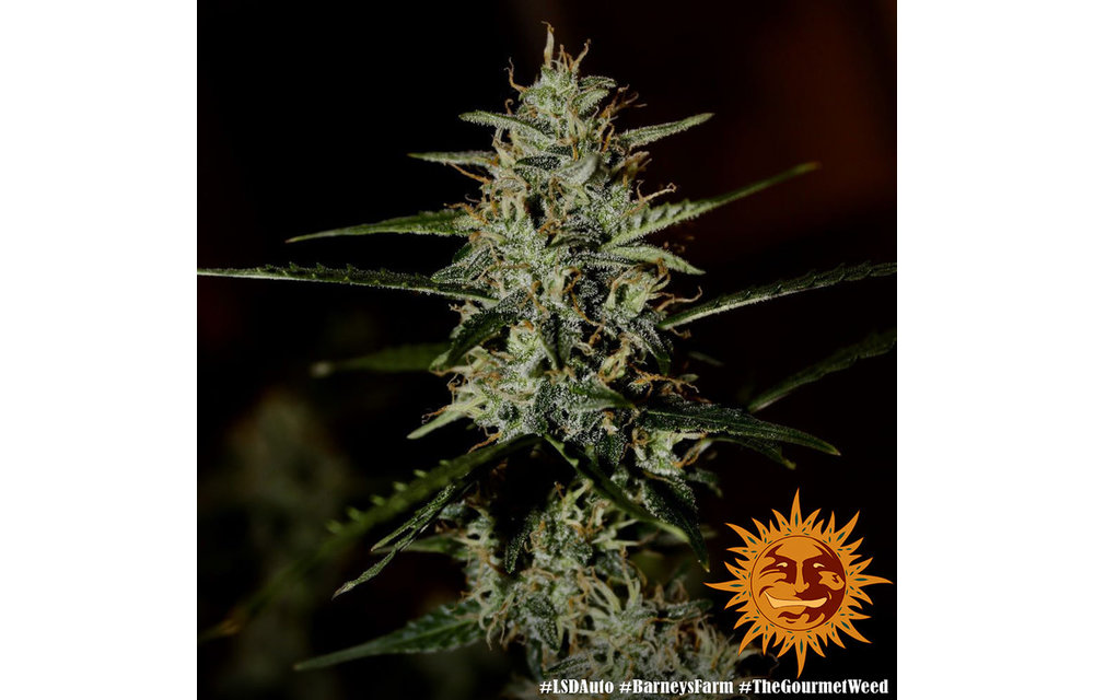 LSD Auto Fem 5 pk