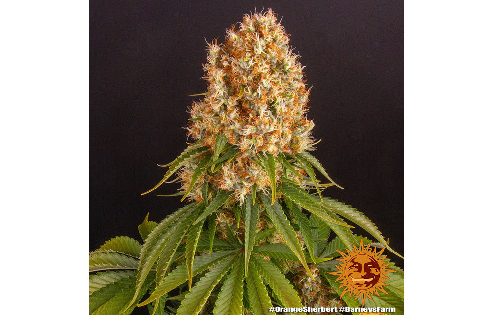 Orange Sherbert Fem 5pk
