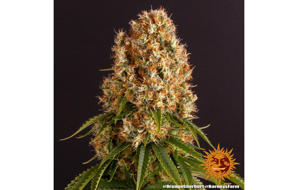 Orange Sherbert Fem 5pk