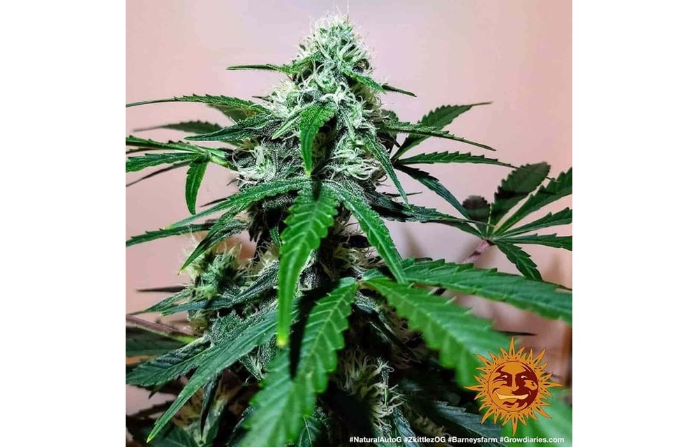 Zkittles OG Auto Fem 5 pk