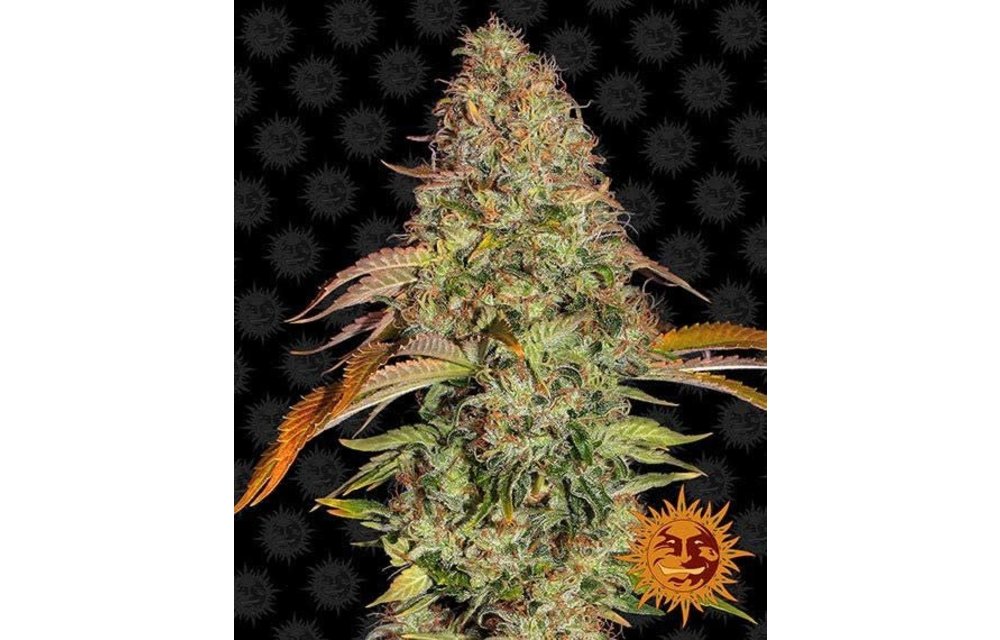 Zkittles OG Auto Fem 5 pk