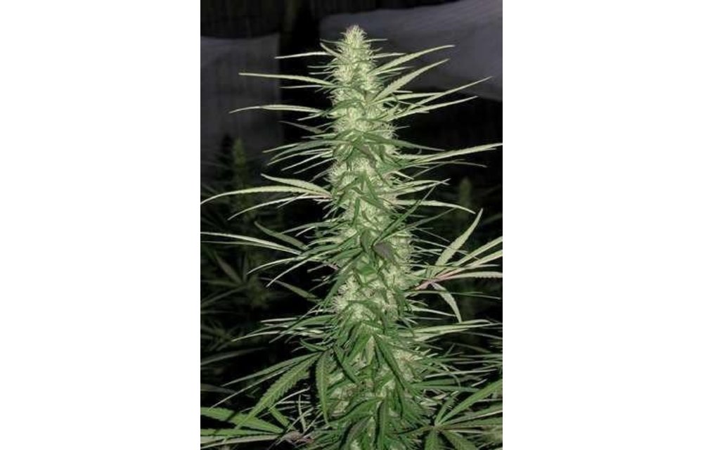 Congo Reg 10 pk