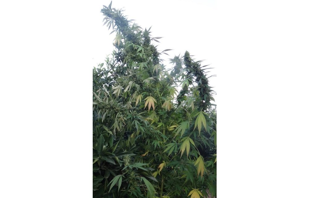 Congo Reg 10 pk