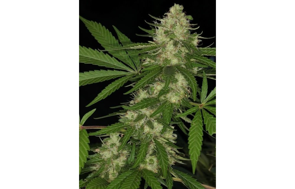 Congo Reg 10 pk