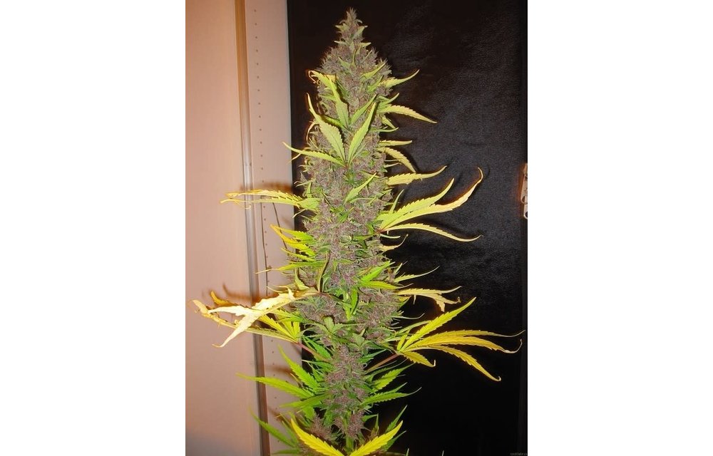 Congo Reg 10 pk
