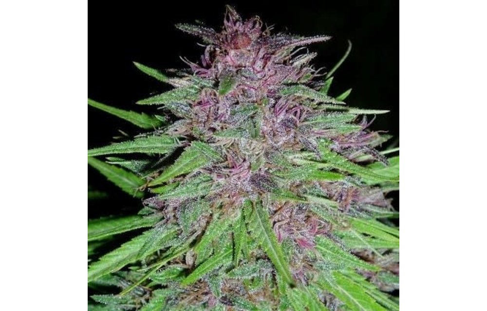Erdpurt Fem 5 pk