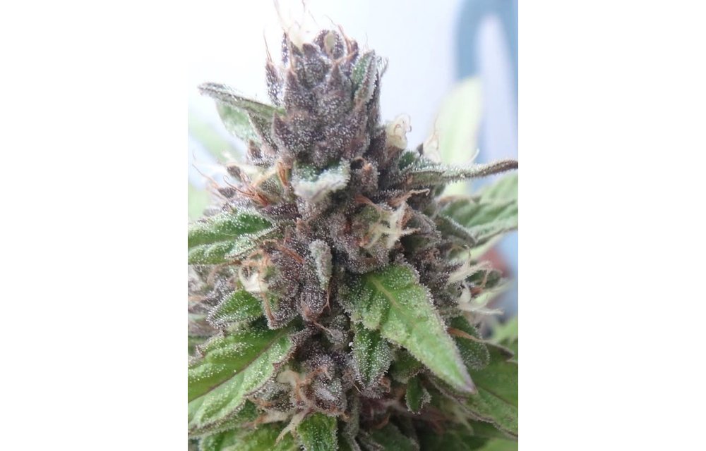 Erdpurt Fem 5 pk