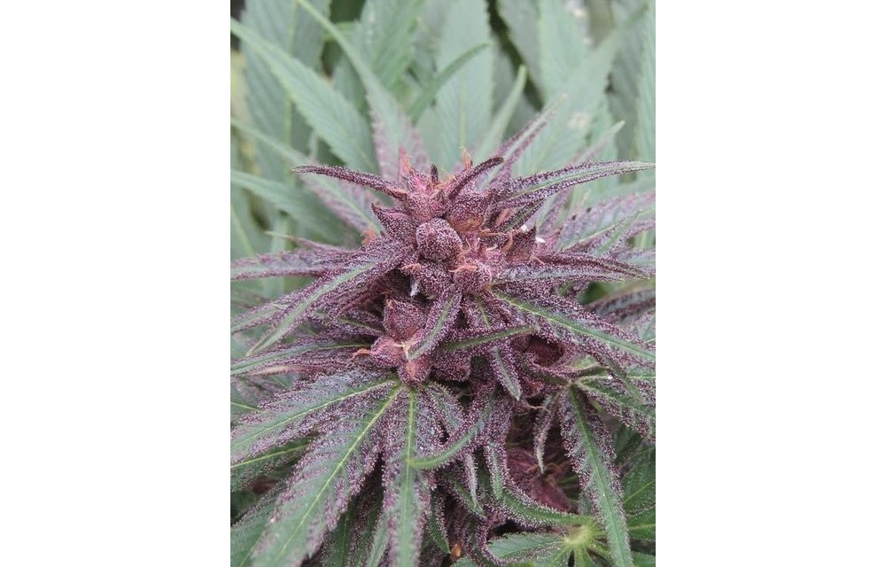 Erdpurt Fem 5 pk