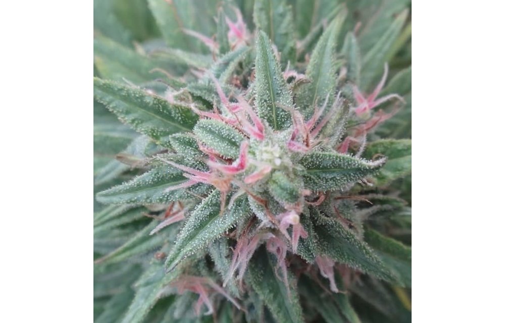 Erdpurt Fem 5 pk