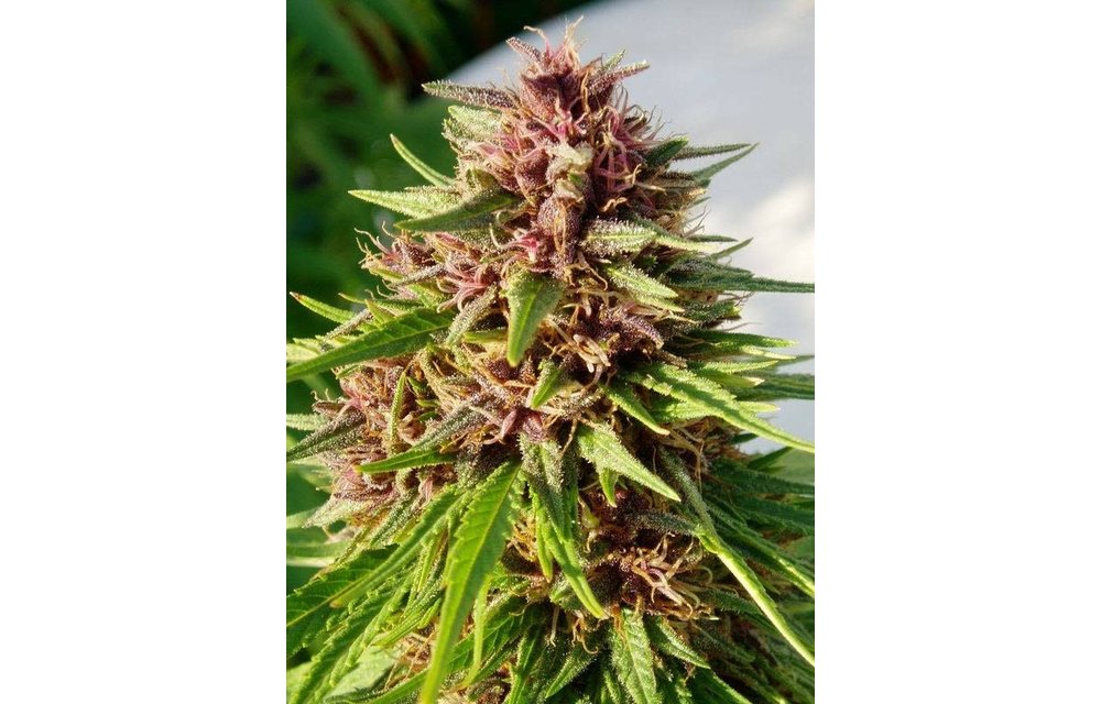 Erdpurt Fem 5 pk