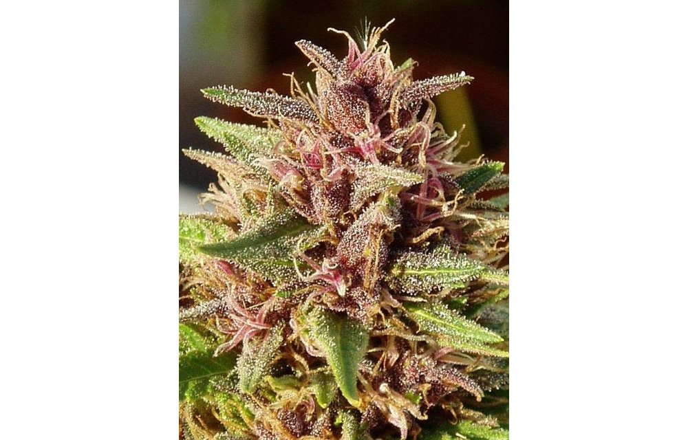 Erdpurt Fem 5 pk