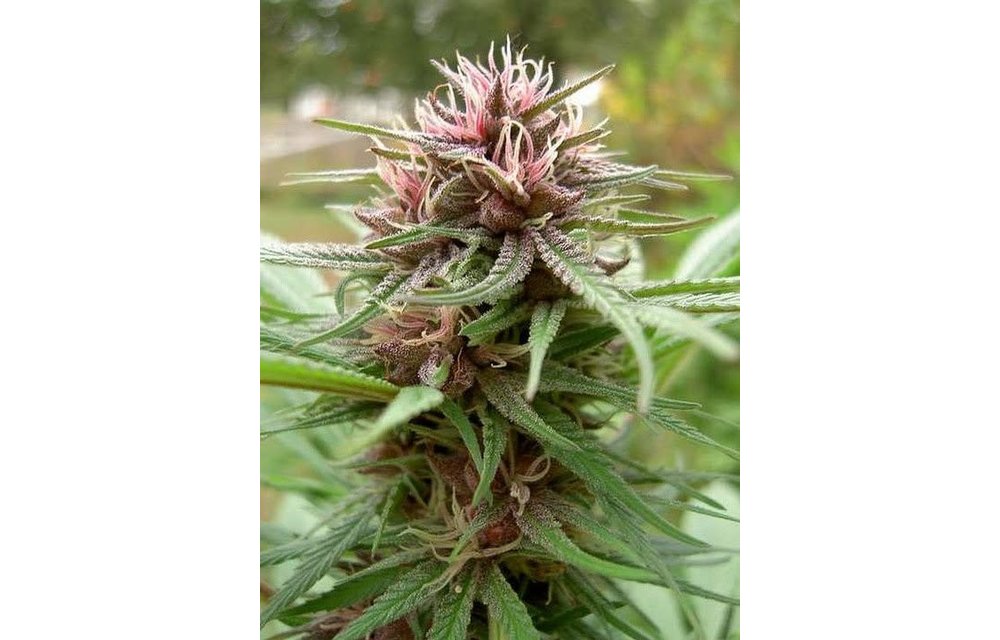 Erdpurt Fem 5 pk