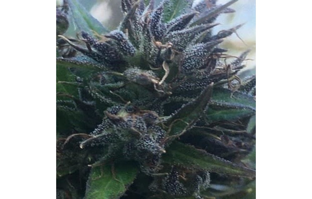 Hokkaido Japan Hemp Reg 10 pk