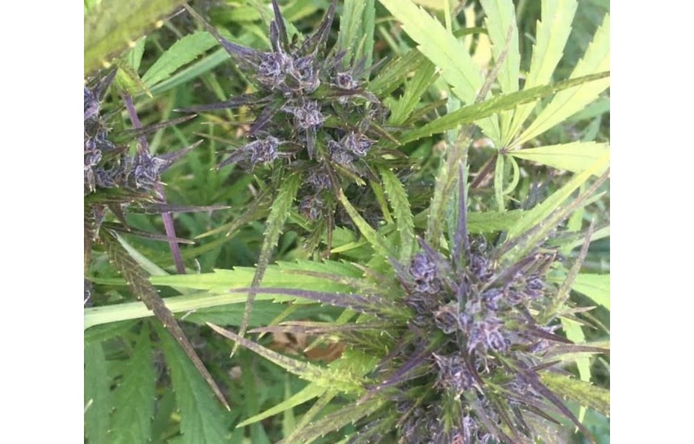 Hokkaido Japan Hemp Reg 10 pk