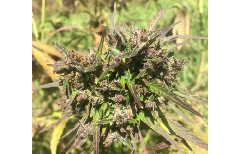 Hokkaido Japan Hemp Reg 10 pk