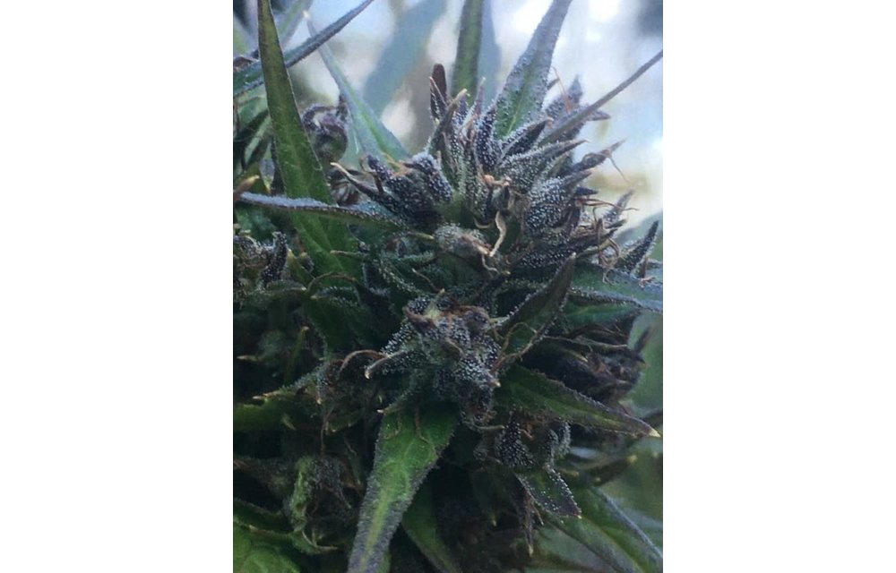 Hokkaido Japan Hemp Reg 10 pk
