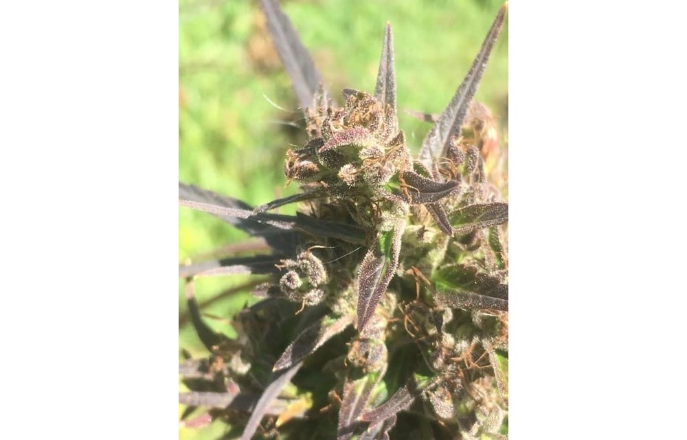 Hokkaido Japan Hemp Reg 10 pk