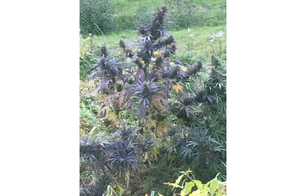 Hokkaido Japan Hemp Reg 10 pk