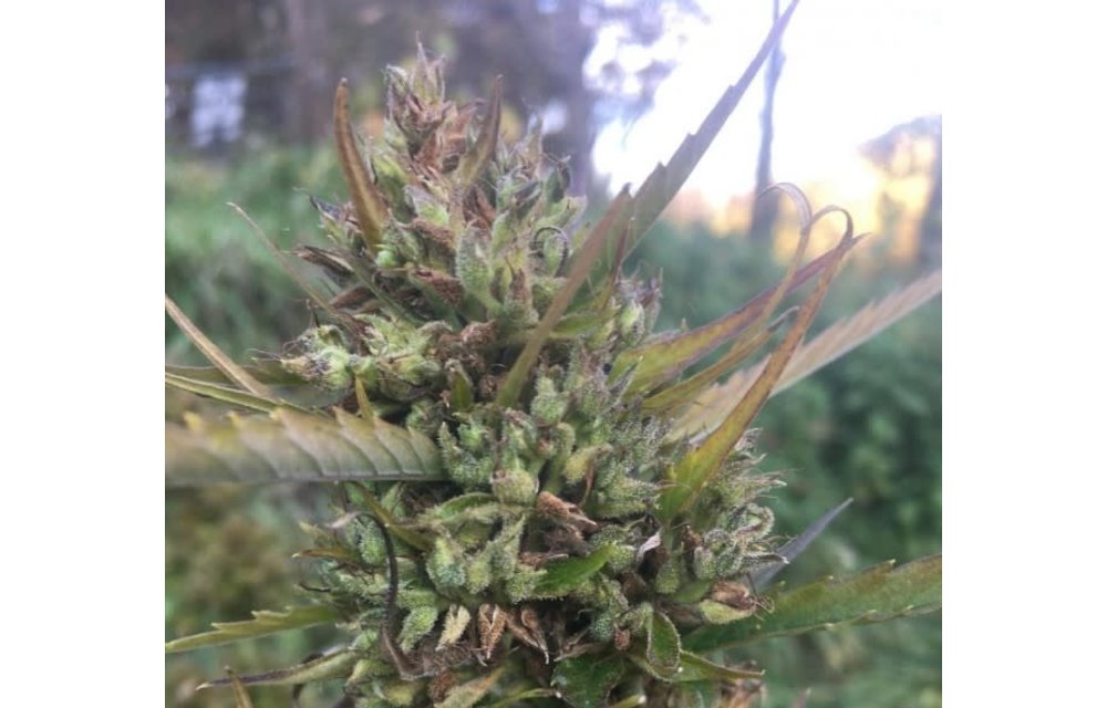 Hokkaido Japan Hemp Reg 10 pk