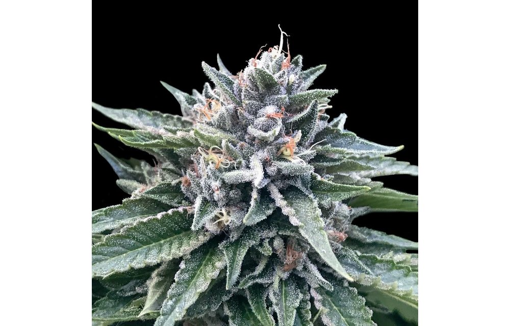 Sorbet #4 Fem 6 pk