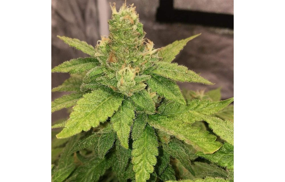 Sorbet Dreams Fem 6 pk