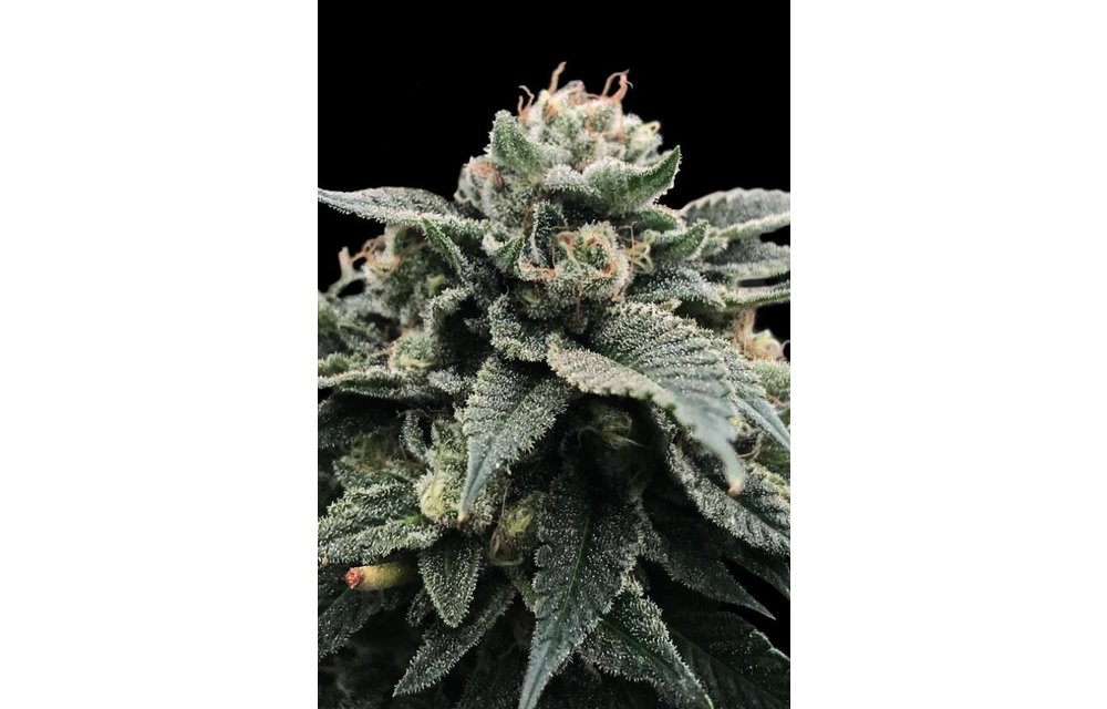 Sorbet Stash Fem 6 pk