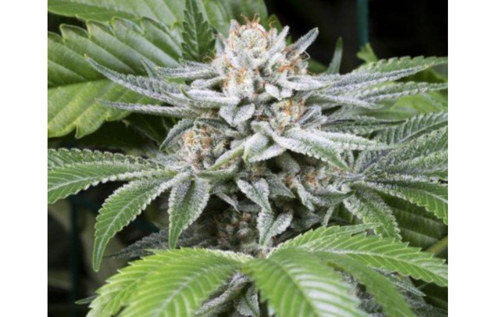 SSOG Fem 6 pk