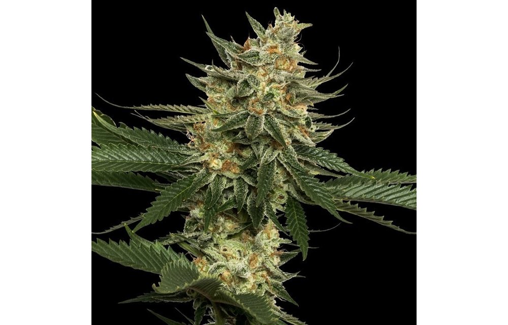 Tangie Reg 13 pk