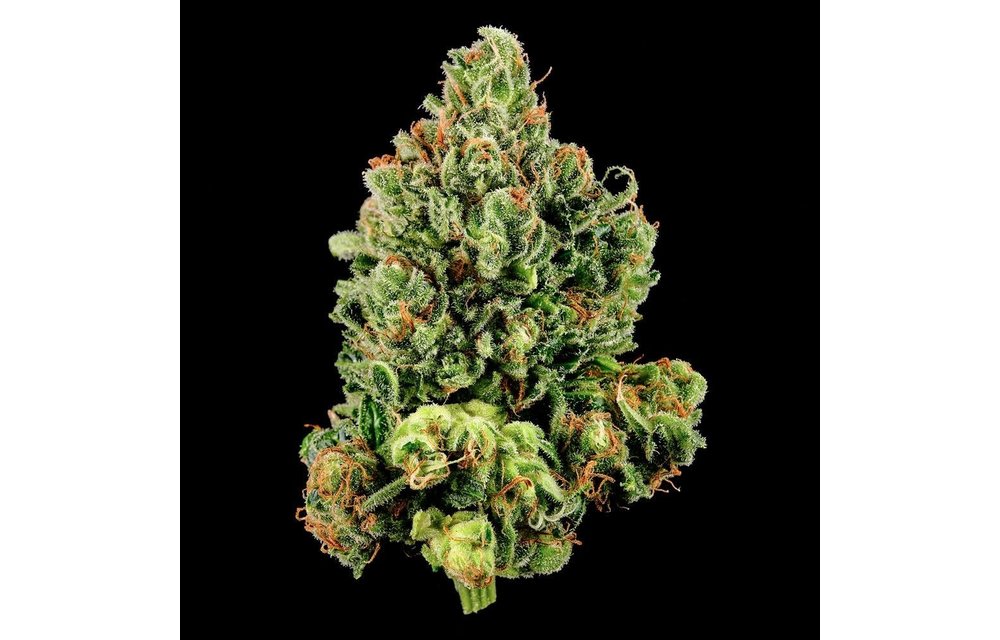 Tangie Reg 13 pk