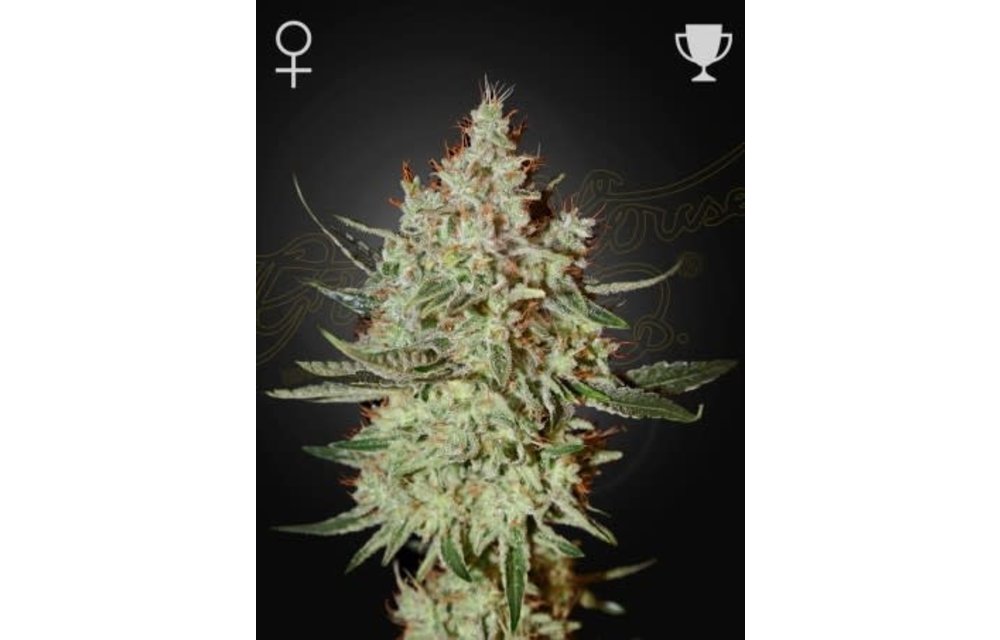 GH Cheese Fem 3 pk