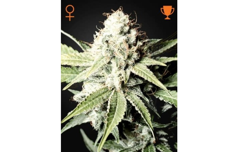 Great White Shark Fem 3 pk