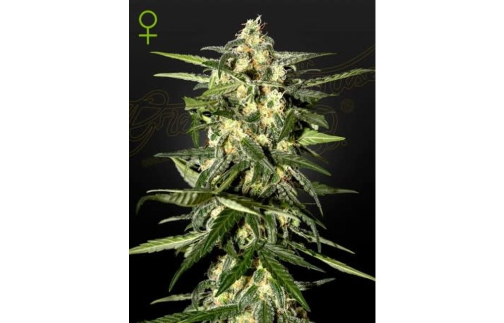 Jack Herer Auto Fem 3 pk