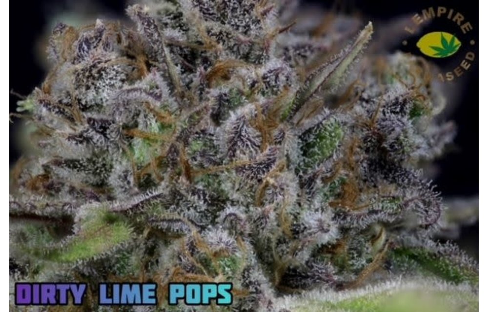 Dirty Limepop Reg 20 pk