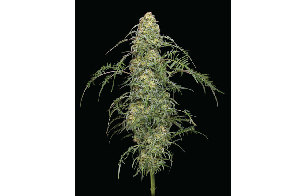 Freakshow Fem 10 pk