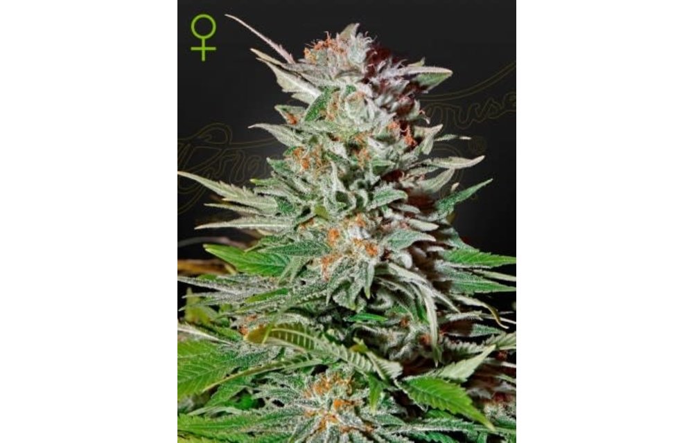 Super Lemon Haze Auto Fem 3 pk