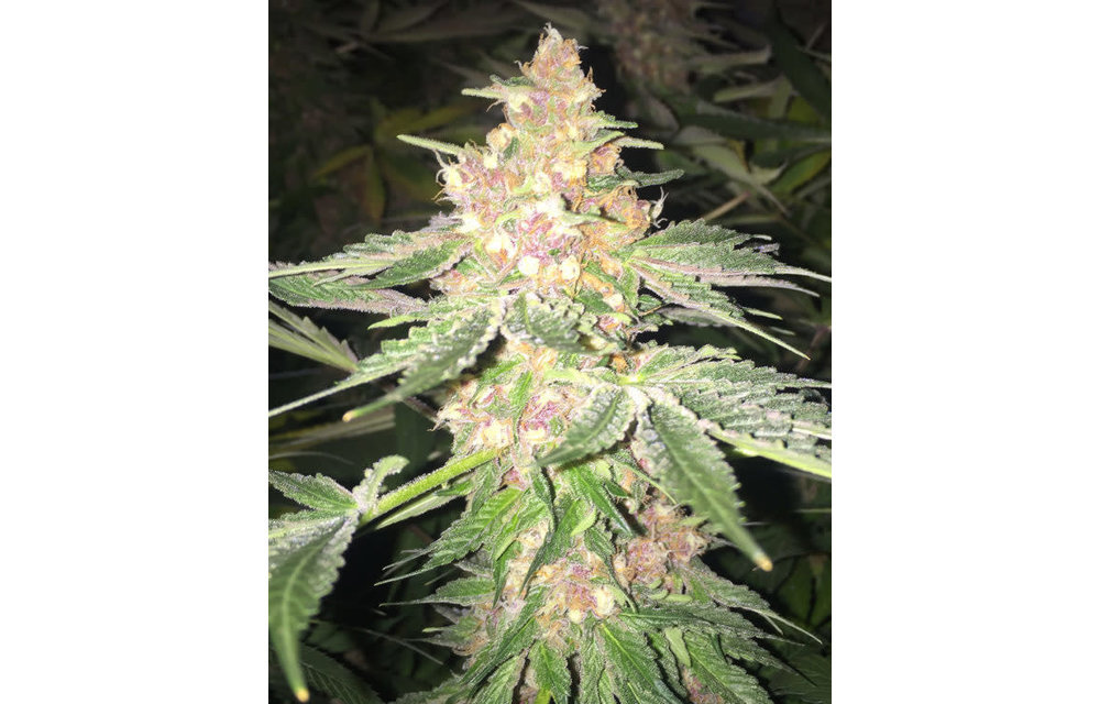 5G Fem 3 pk