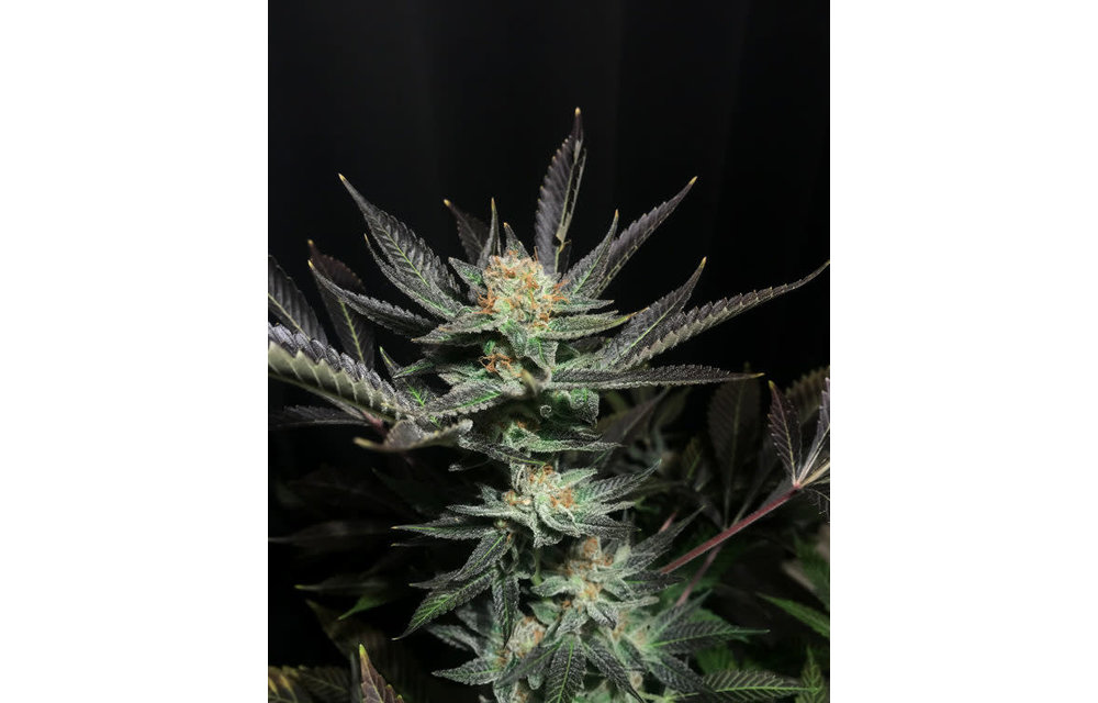 Lavender OG Fem 3 pk