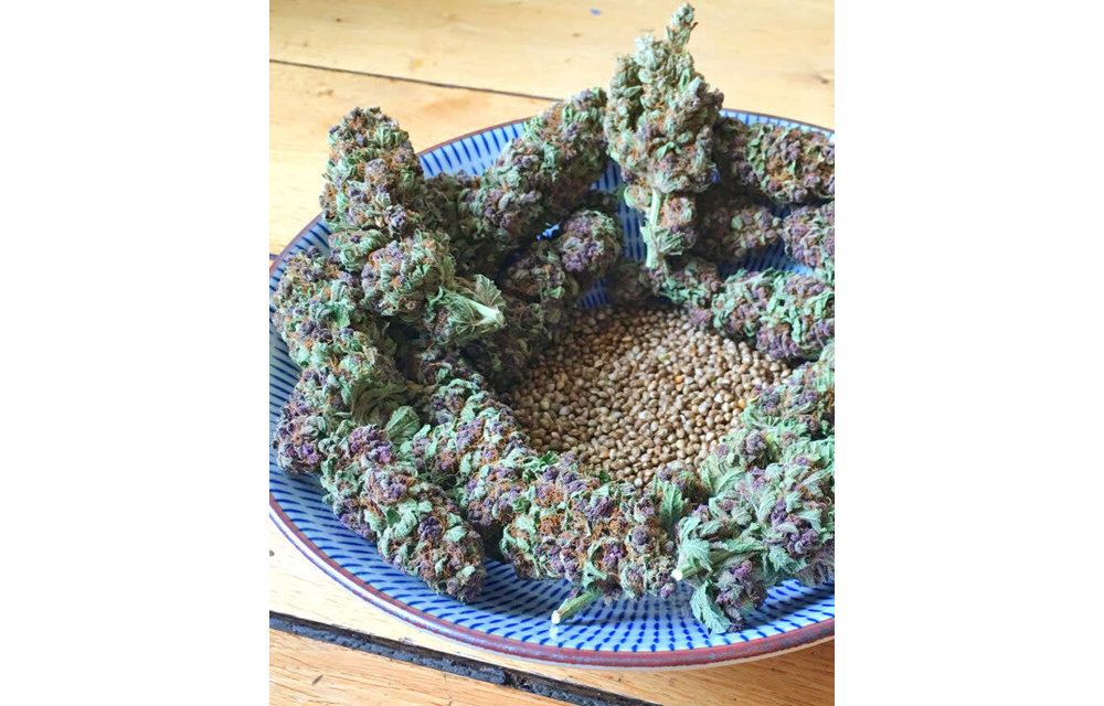 SoPurple Fem 3 pk
