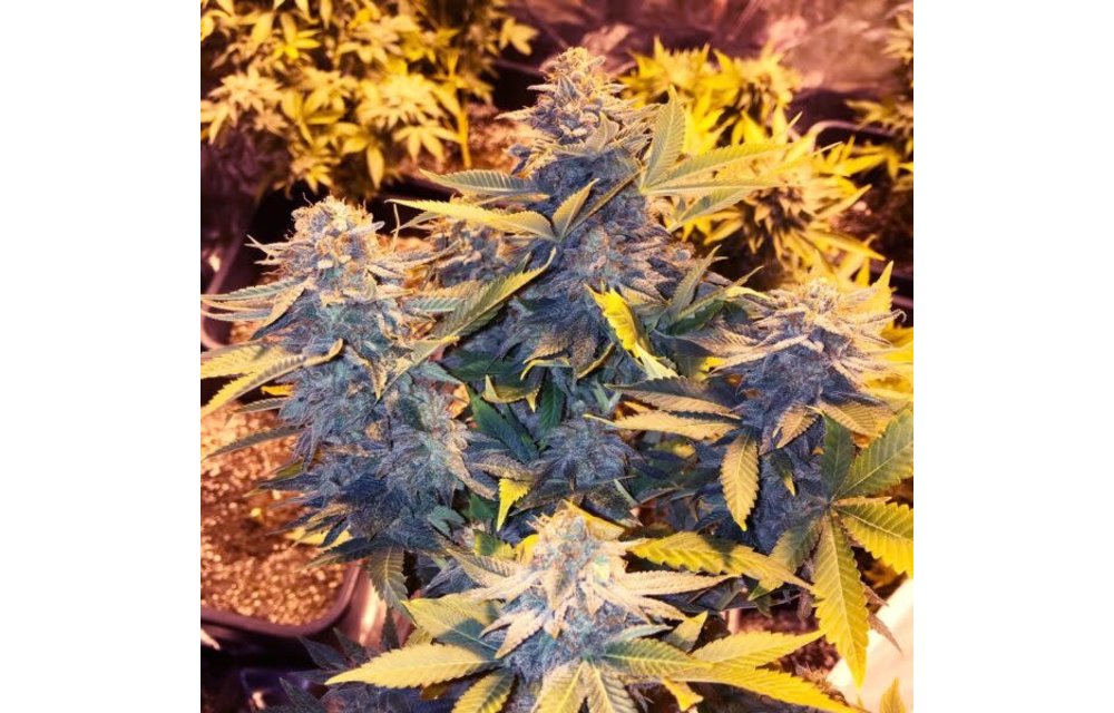 Somango Pineapple Fem 3 pk