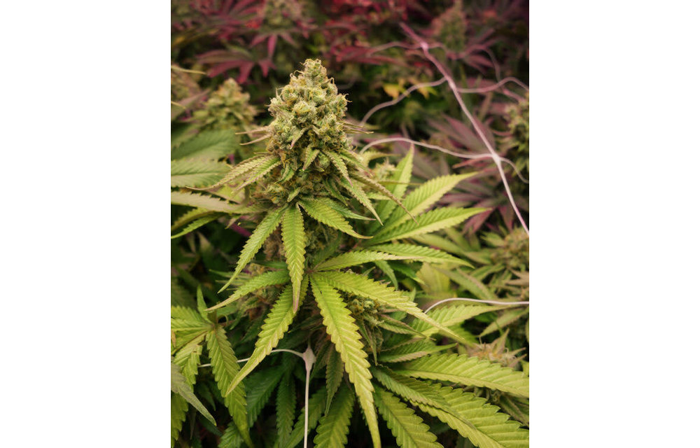 True OG Fem 3 pk