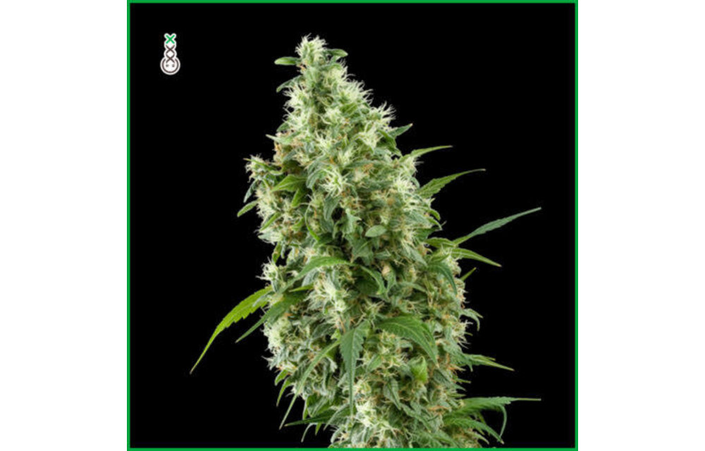 Super Silver Haze Fem 3 pk