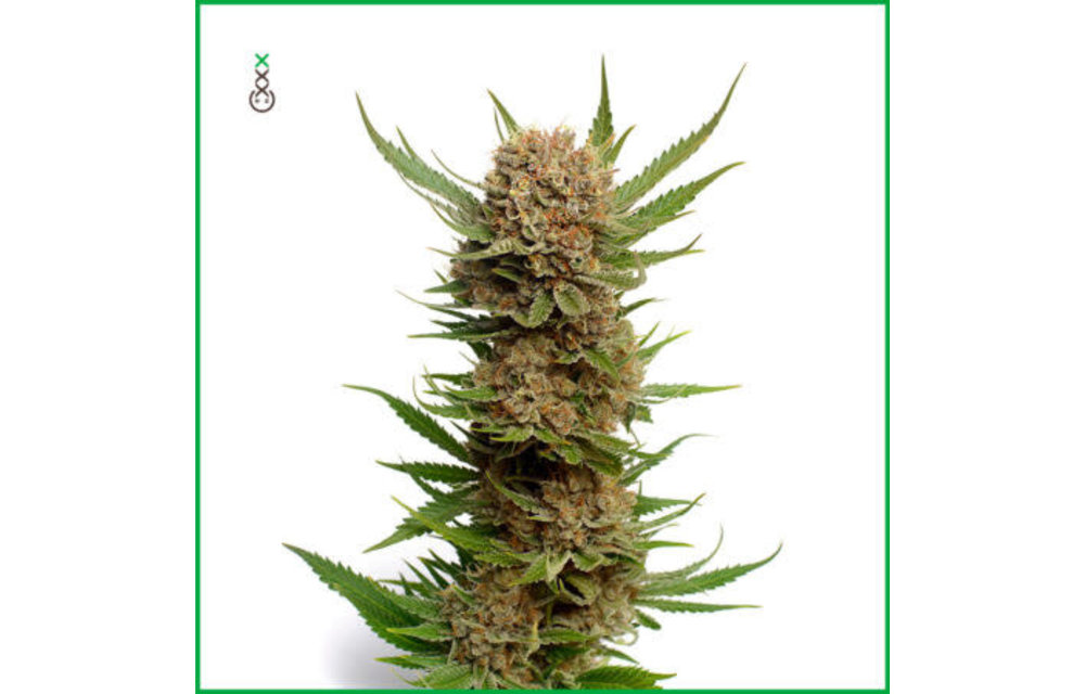 Candyfloss Fem 3 pk