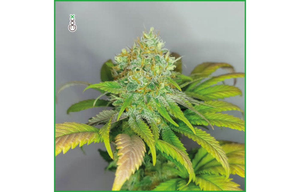 Grapefruit Superstar Fem 3 pk
