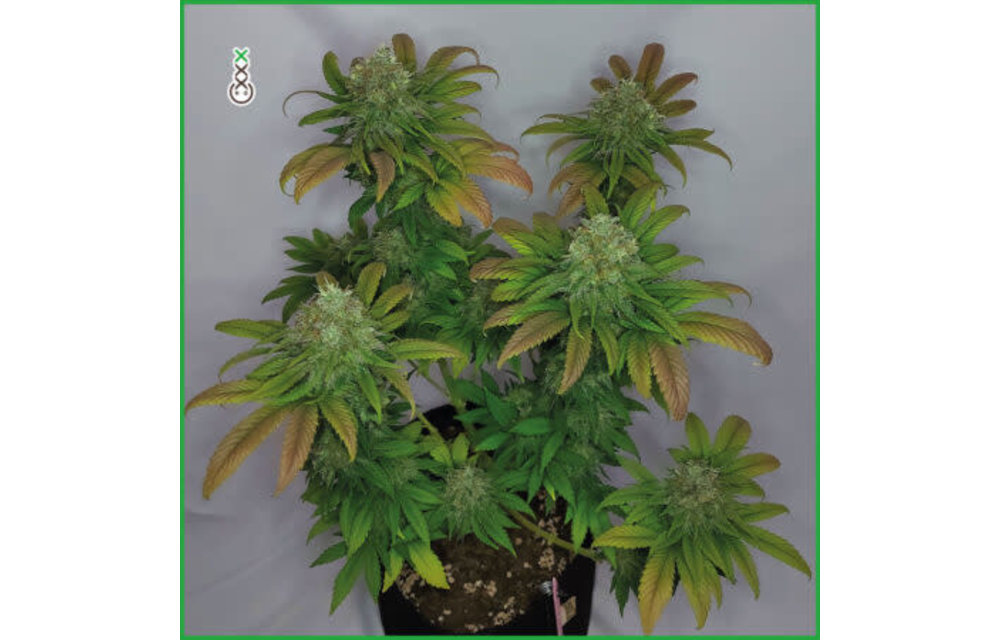 Grapefruit Superstar Fem 3 pk