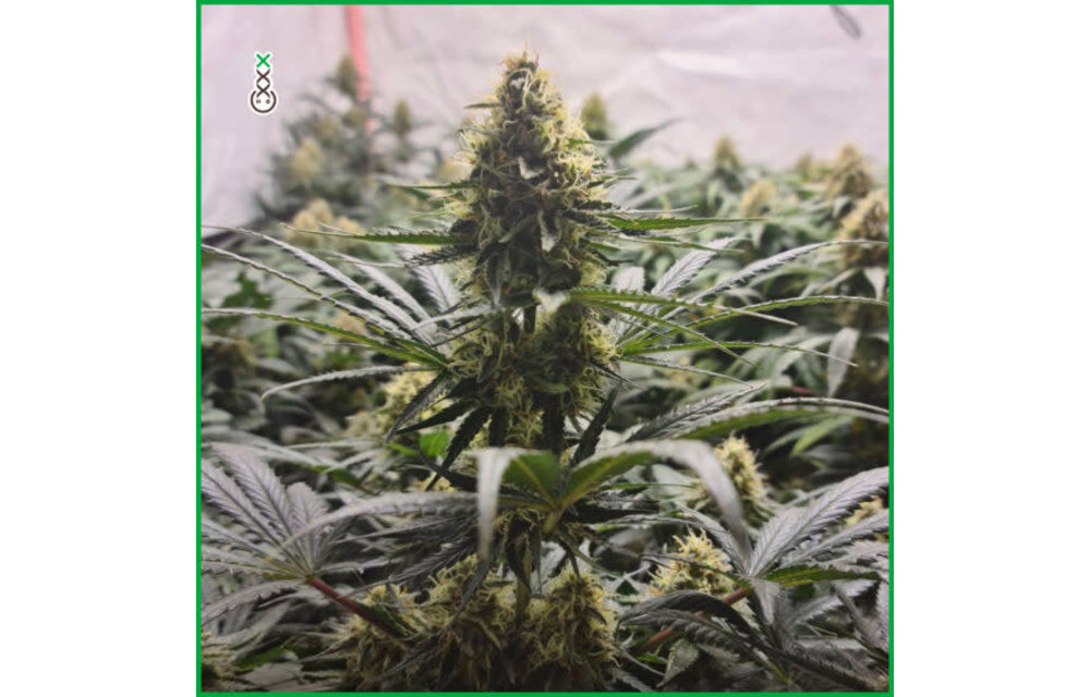 White Choco Haze Fem 3 pk