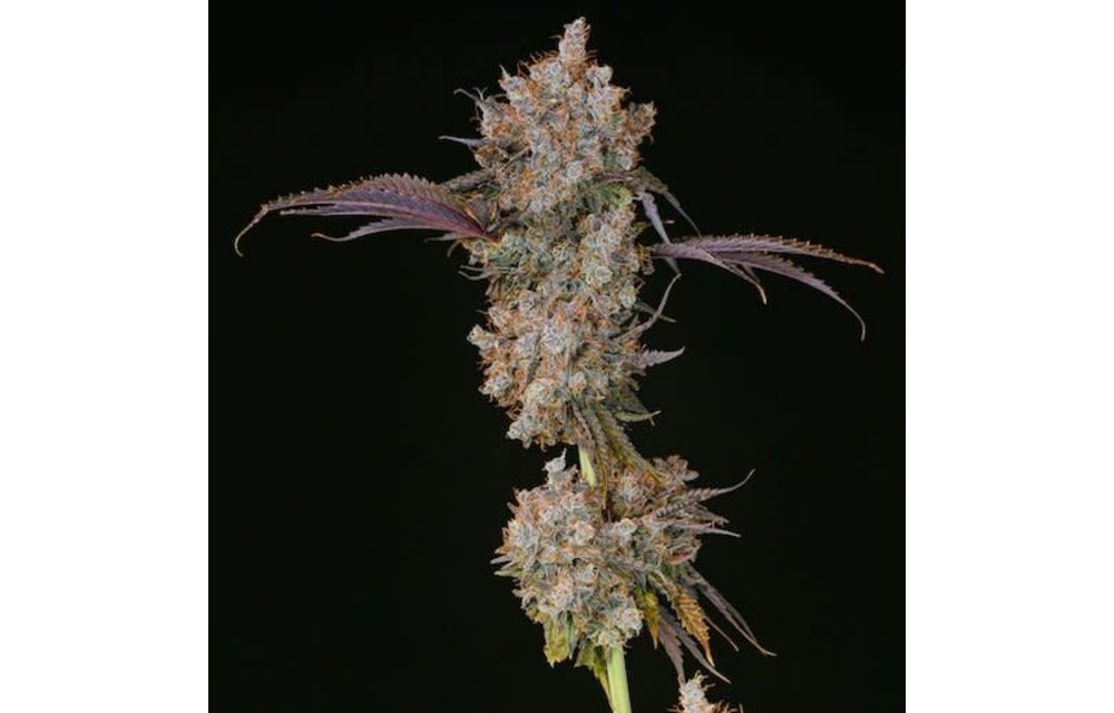 XXX Fem 10 pk